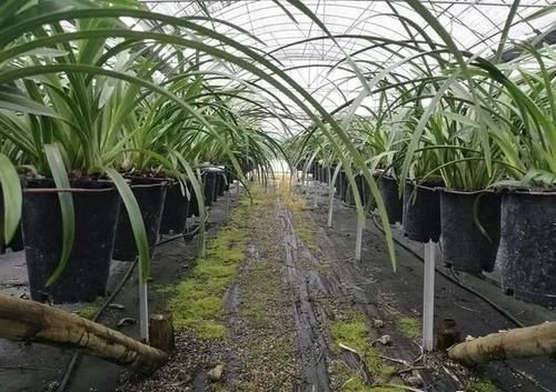 兰花浇水后，托盘中的剩水要清理吗？兰友：有意想不到的好处