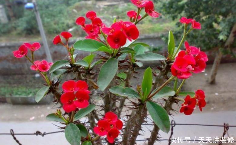 9种花开花植物,促花不能使用磷酸二氢钾,因为容易黄叶和僵苗