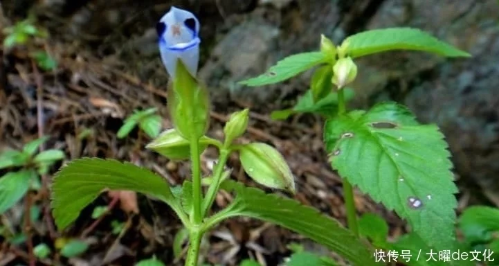 蓝猪耳，药用价值比人参高