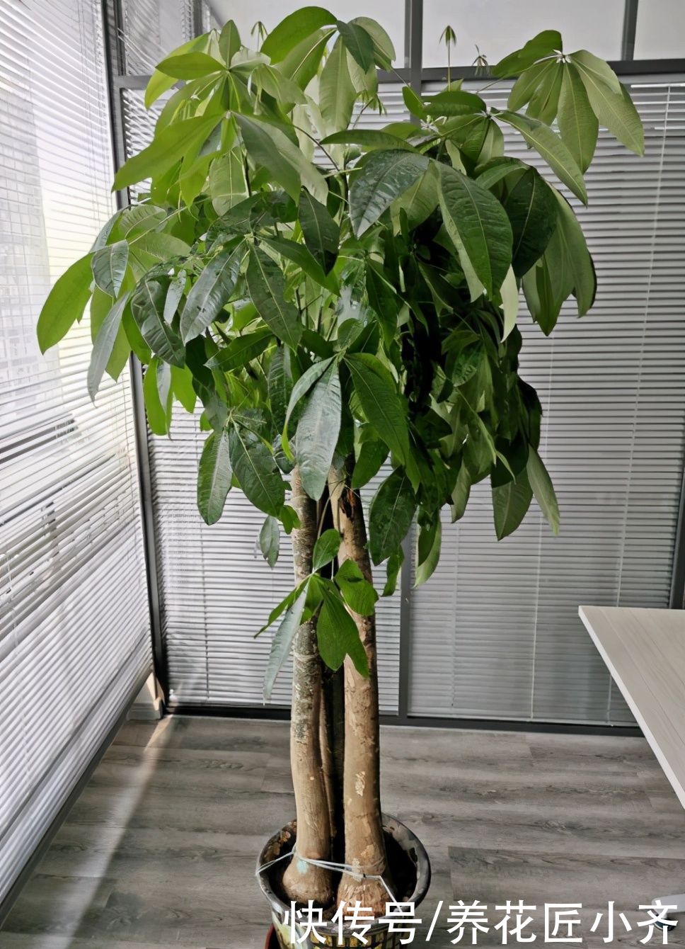 花盆|家庭养殖发财树有“三忌”，花友们一定要记住，这样才能不烂根