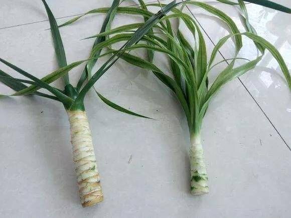 很贵的“3种树”,不想买就扦插,1根枝条扔盆里,16天生根冒芽