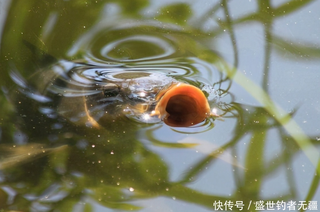 盛世三渔|四种钓鱼常见手法,钓鱼老手会3种以上,你会几种?——盛世三渔