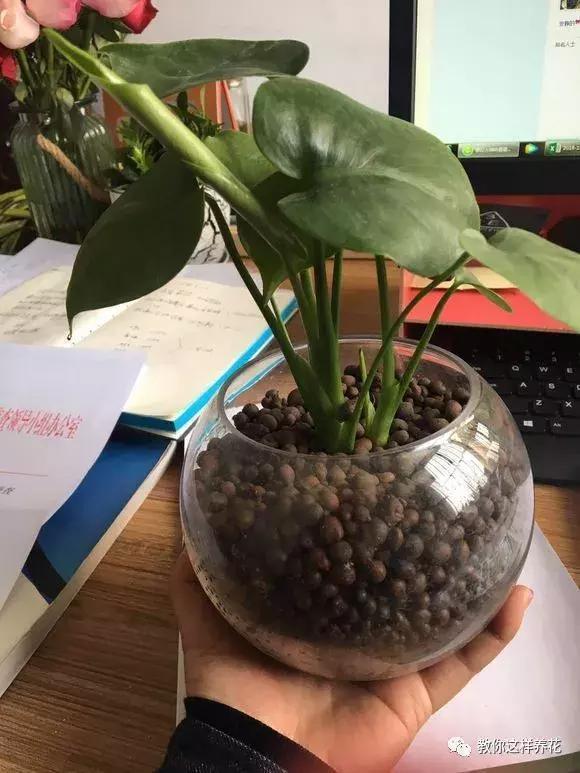 4种花别再种土里了，丢水里更好养，还更漂亮！