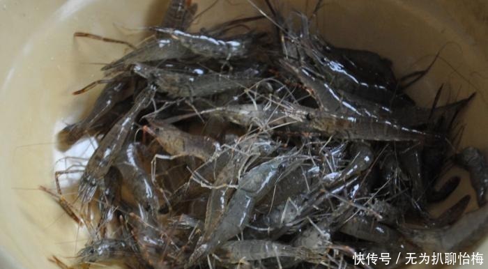 东北“大硬菜”被吐槽没南方硬，东北人不服气：你们有啥货尝尝