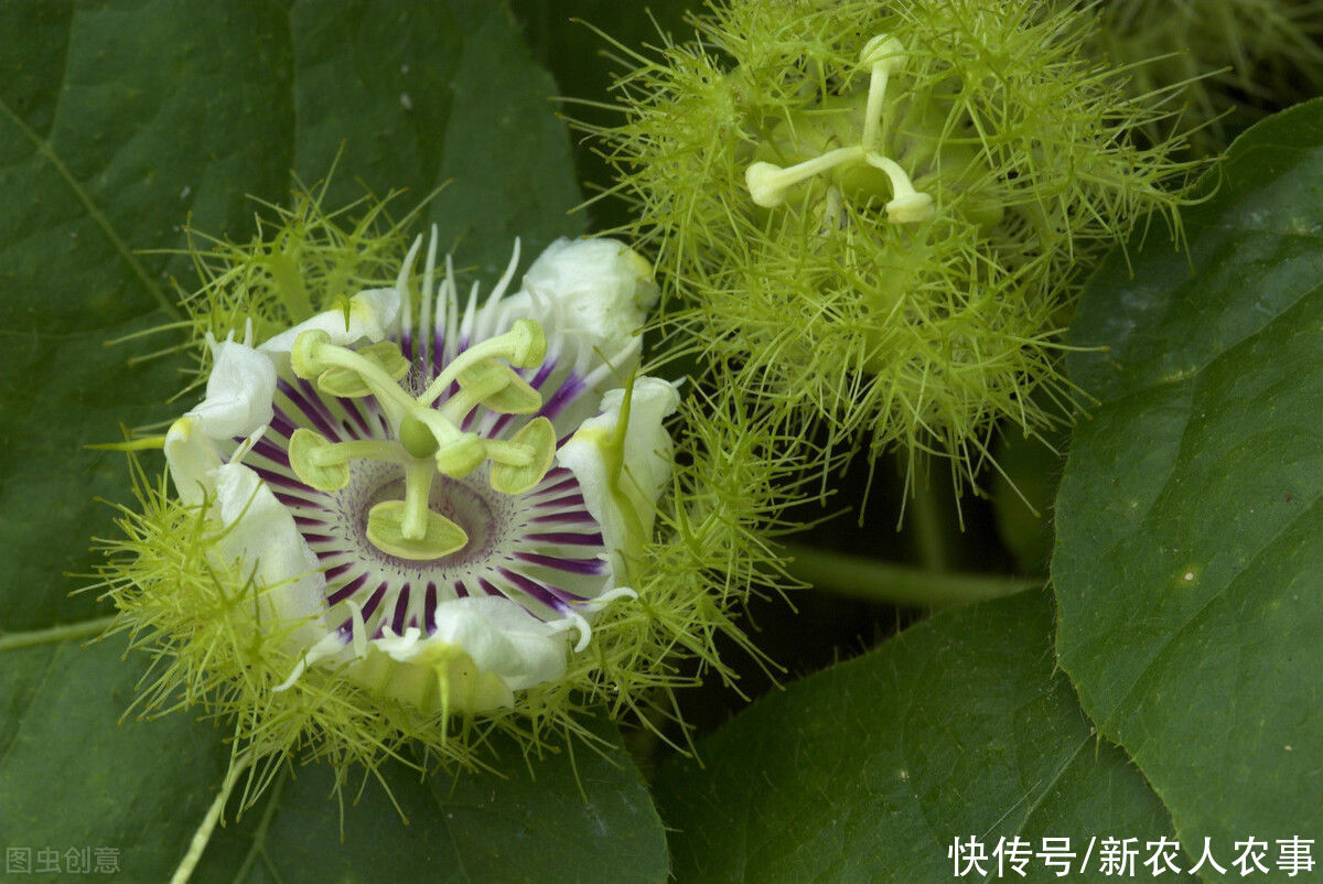 中药材|开白花结圆果，农民嫌弃老中医当宝，原来有这么多的用途