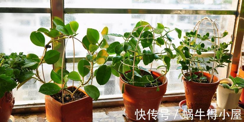 花卉|入秋后养花，这4个层面没有顾及到，生长旺期的植物一样会黄叶
