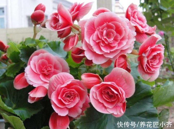 落叶|新手买花要“慎重”，这些花不适合你，买了也养不好