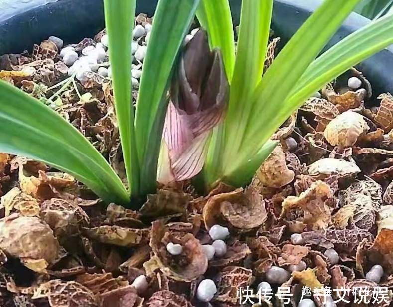 花草|吃完3样东西,留下“废壳”,闷一闷拿来养花,比营养土强10倍
