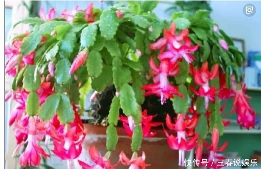 用以下食物养花，撒一把根壮叶绿蹭蹭疯长，一年到头不生虫