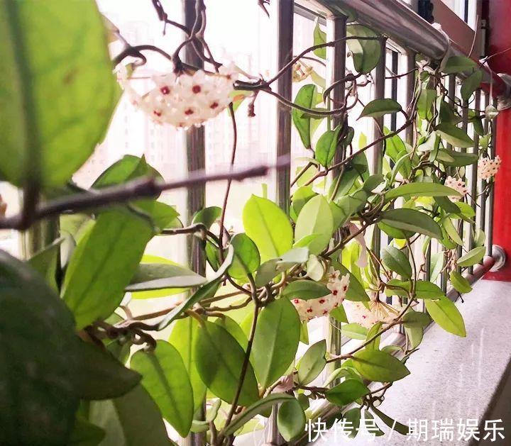 比绿萝还耐阴的花,养1盆能爬上房顶,开花比香水还香!