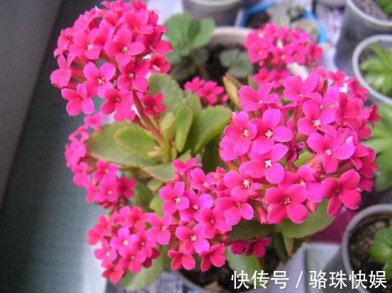 葫芦兰|这4种“耐旱”花,“大肚子”里面都是水,一个月不浇也没事!