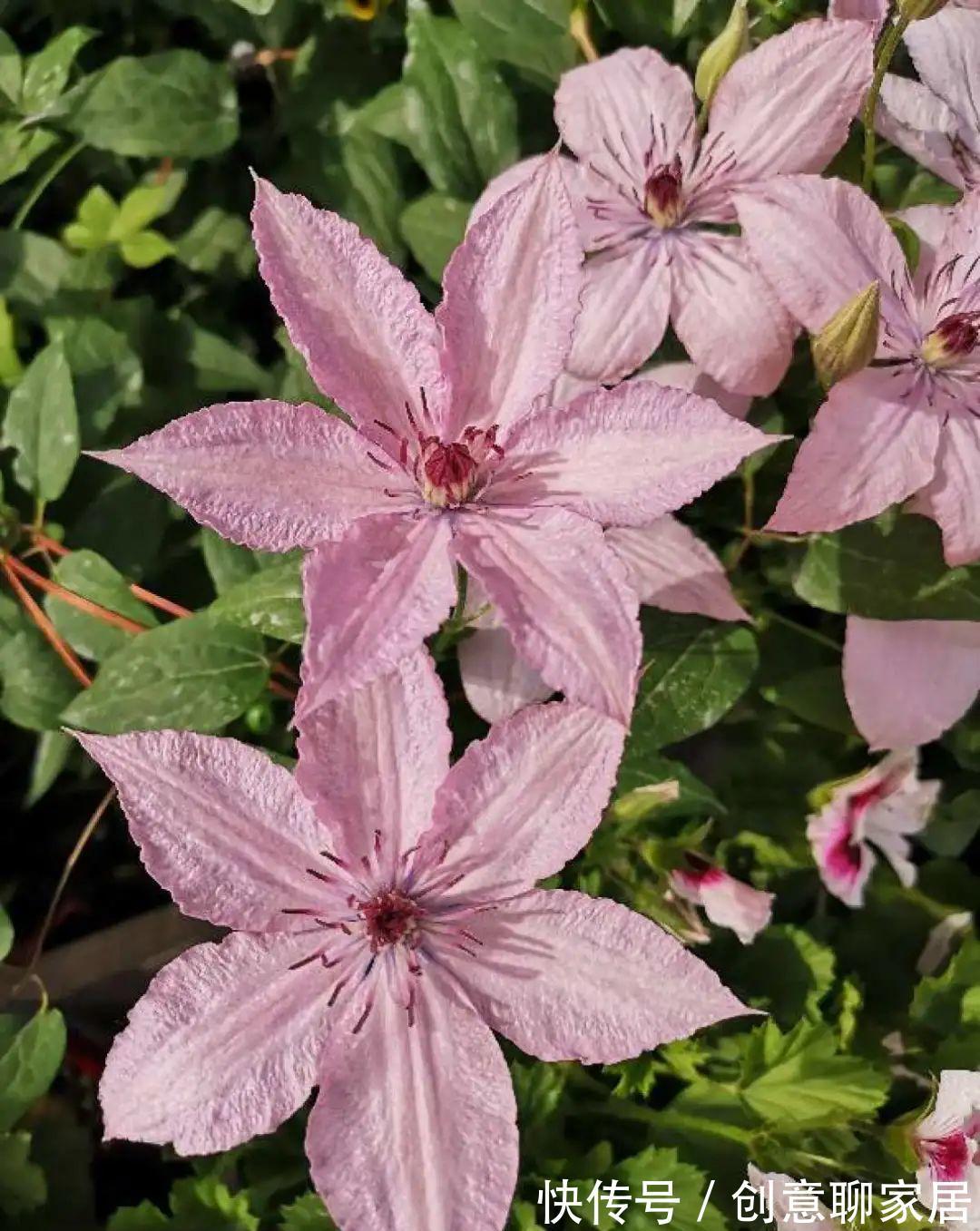 花园三宝|出了名的“花园三宝”，能养好的，绝对是高手