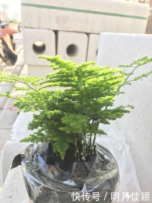 君子兰发财树天竺葵三角梅|这5种懒人方法,养君子兰发财树天竺葵三角梅都行,养花人需知