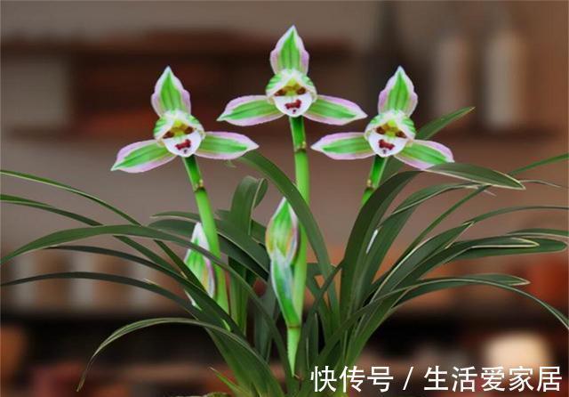 这兰花不常见，一花双色，兰香浓郁，叶带金边，是兰中极品