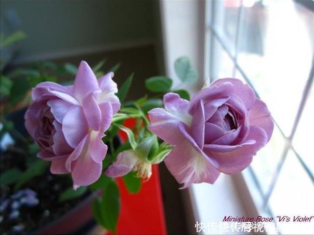 花色|20款紫色月季品种。浓香、抗病非常好养,天然紫色唯美盛开
