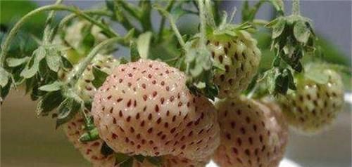 膳食纤维|聪明女性喜欢吃三种食物,排毒养颜、滋润肌肤,好处多多!