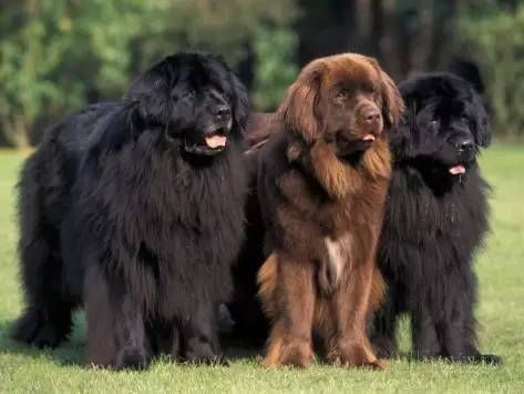 汪星游泳健将纽芬兰犬的 狗刨式 游泳 一次能救10个人 快资讯