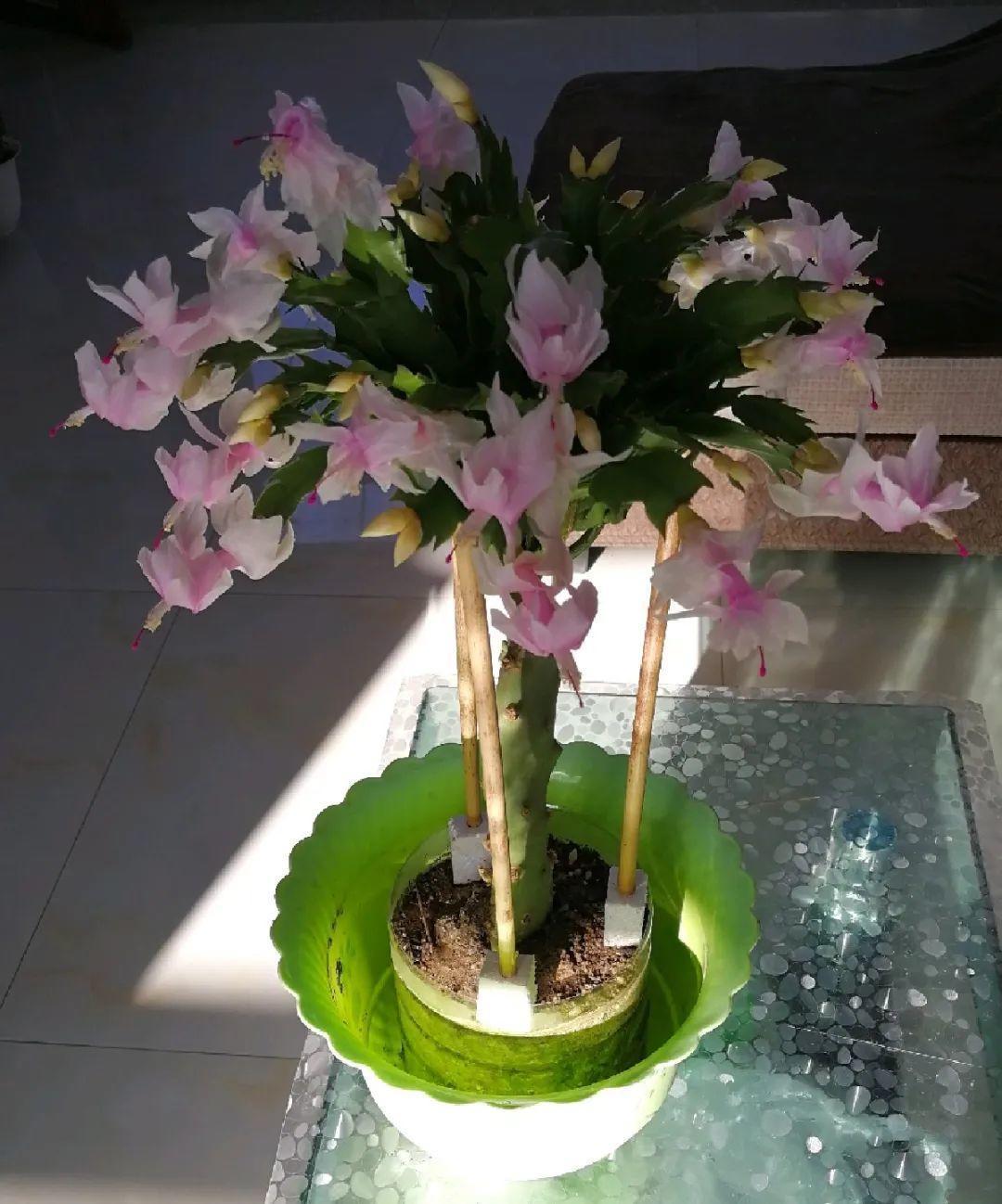 嫁接|嫁接达人,玉树嫁接长寿上,花友直呼内行!