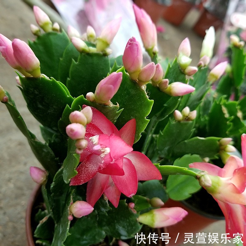 寓意|昂贵的盆栽别再买,看几种绿植,容易成活美观养眼