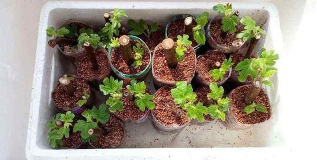 一个枝条插花盆，10天生根，当年结果50颗，超市30块钱一斤