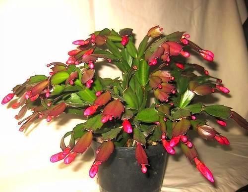  浇水|刚移植的蟹爪兰怎样浇水？