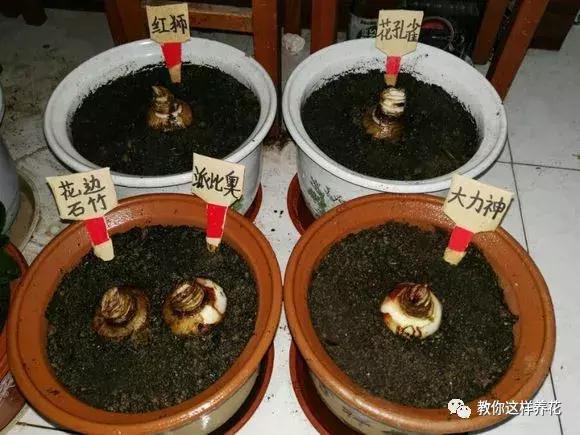 朱顶红|种了1个洋葱头,没想到花开巴掌大!越看越美!