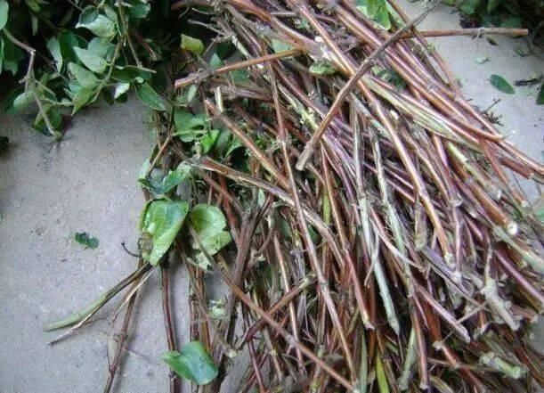 沙质|路边“3种树”,见了掰个枝,插盆就生根,做成盆景,寓意吉祥