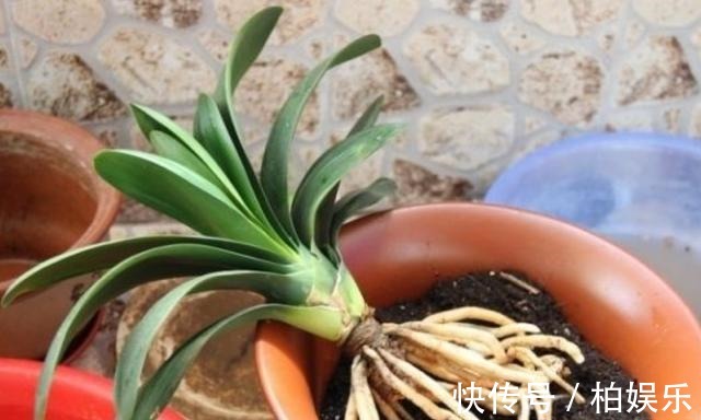 君子兰|君子兰换盆换土的几个要诀,服盆快,长势好,不烂根