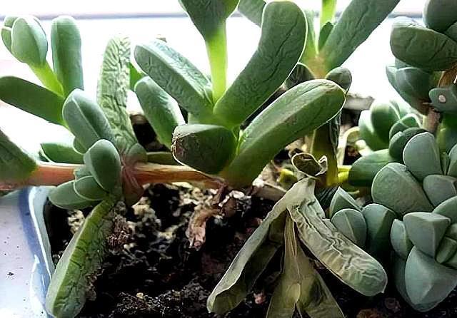 多肉植物缺水蔫，不能恢复生机，教你一招，很快变成“胖美人”