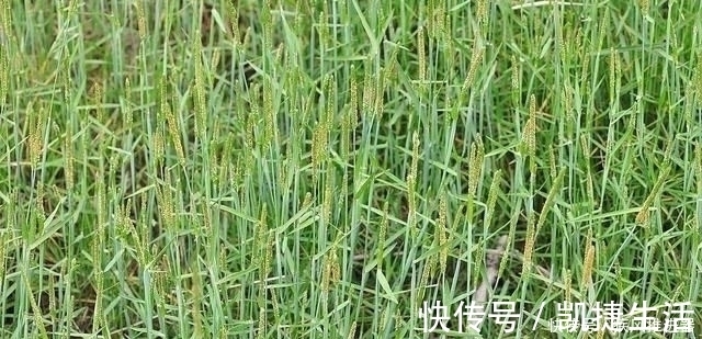 野草|麦田里的“小香肠”，农民对它痛恨不已，殊不知煮水能治脚气