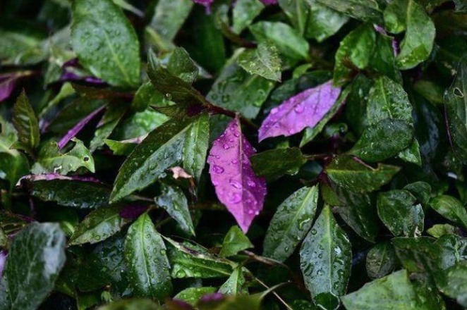 野菜|乡下一种野草,人称观音菜,价值珍贵,营养丰富,药用价值高
