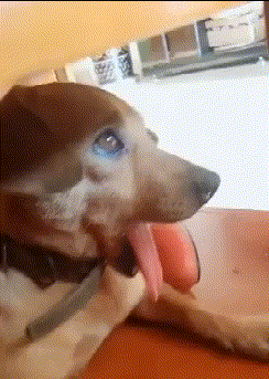 |搞笑GIF:套路太深了, 如果是我女朋友的话,肯定会咬死我的