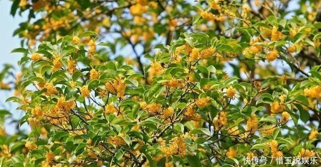 有院子就种4种树,老祖宗留下的“顺口溜”,不是没有道理