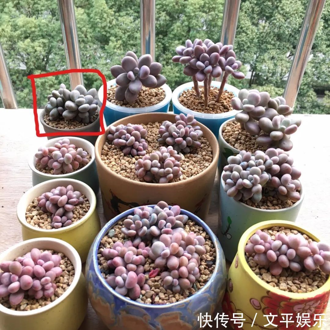 一组逆袭成功的多肉给它时间,它就会给你好看!