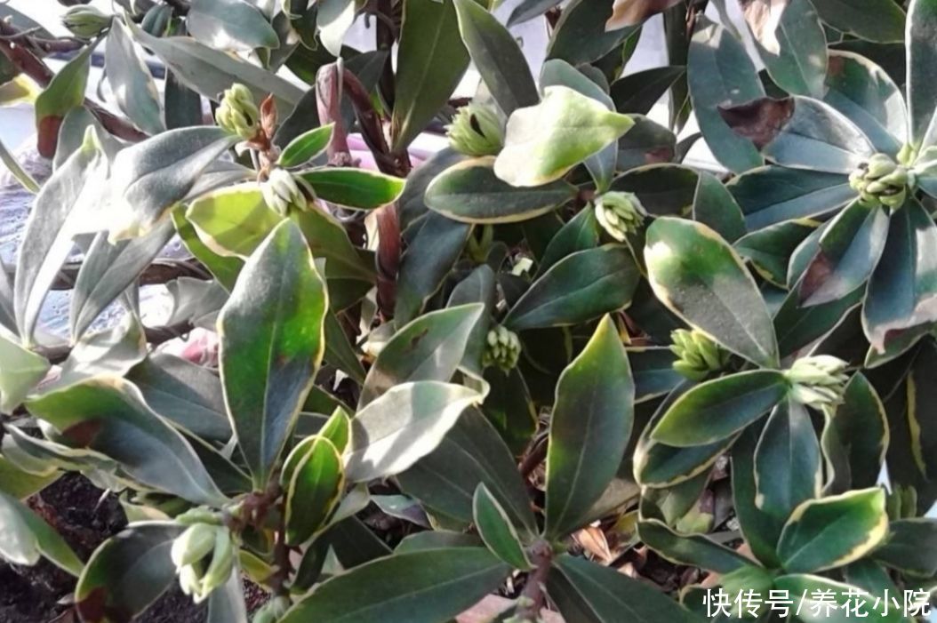 花苞|立秋以后,4种花别再修剪,否则影响正常开花