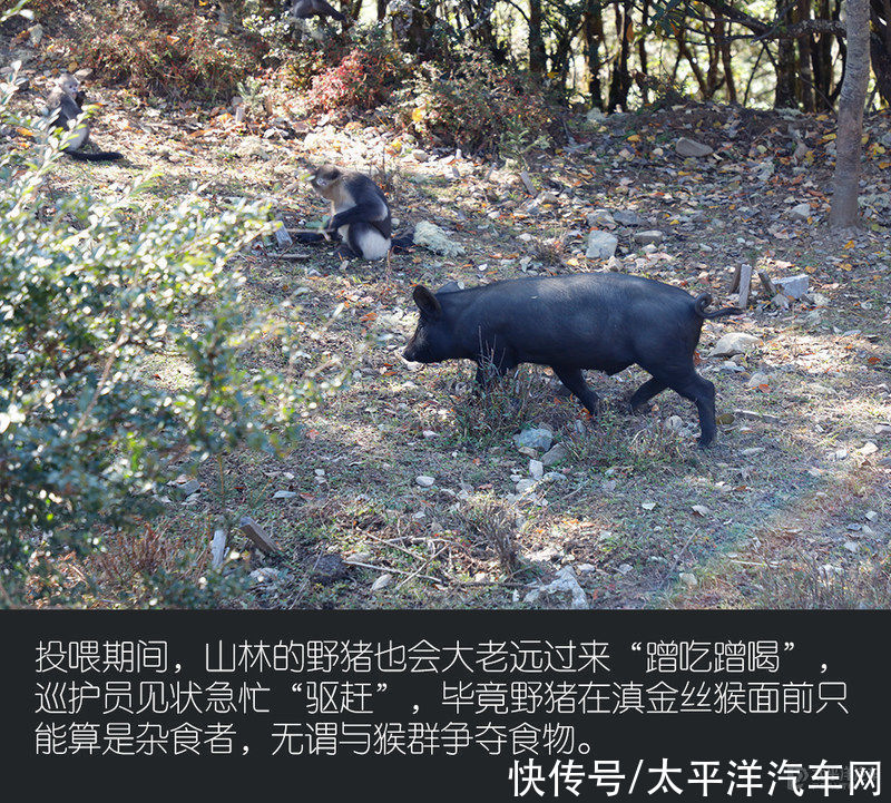 保护动物|寻访滇金丝猴足迹 五十铃滇藏科考之旅（上）