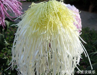 浇水|喜欢菊花,不如养盆“菊中珍品”十丈垂帘,形似高山流水,美极了