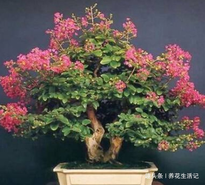 家中养紫薇花，“4个”方面把控好，开花“爆盆”花色艳丽！