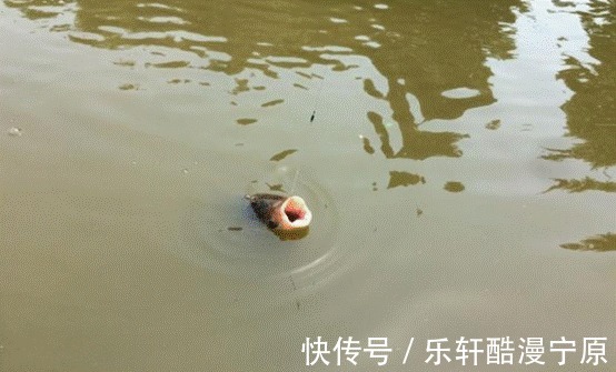 冬钓高手分享的钓鱼“秘技”,还不学起来,鱼获蹭蹭上涨