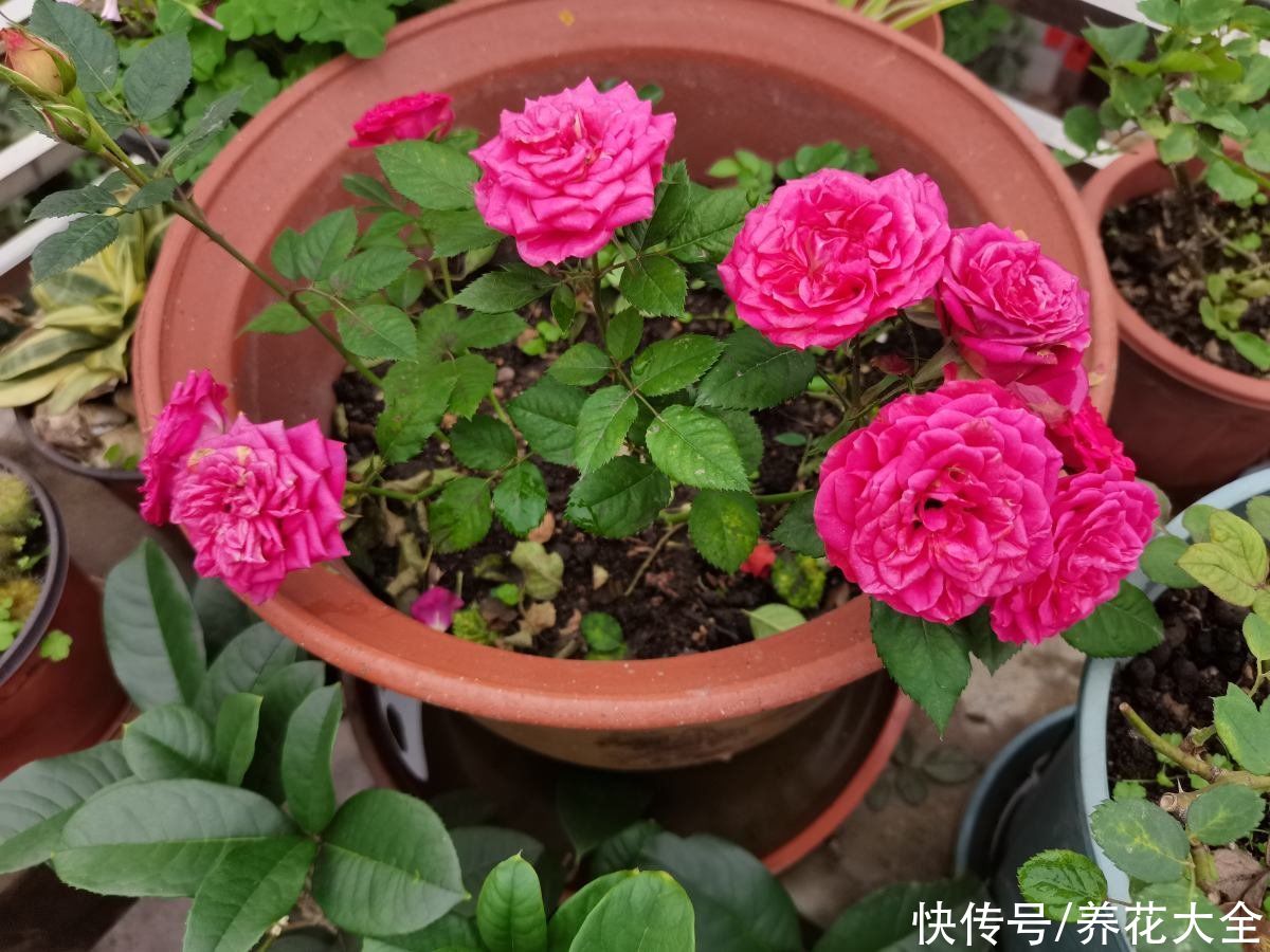 在家养盆护“迷你花”，花朵只有手心大，越养越喜欢