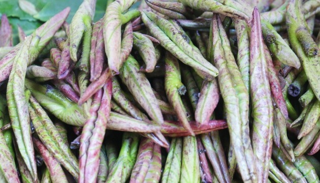 野菜|春天挖野菜,送你56种野菜大图片,带你见识不同的野菜和吃法