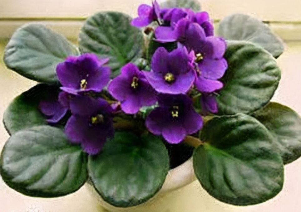 肯尼亚山|想养长寿花？快来挑品种，挑得好胜过养得好