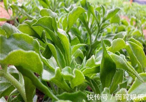 排毒养颜|女性养生,不妨多吃4种食物,排毒养颜、美容养颜、滋补身体