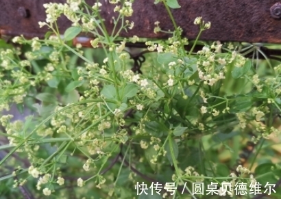 根茎|它根茎上长满了倒刺,花小而多似满天繁星,请重视
