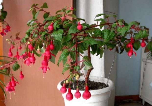 这10种花夏天“晒不得”,一见强光就黄叶,赶紧搬回家