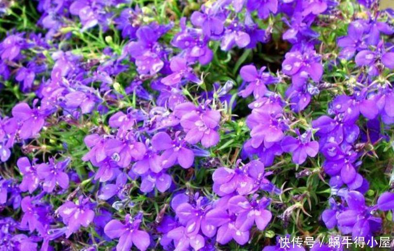 阳台养花就选4种,一开就是大半年,堪称开花机器,365天开不停