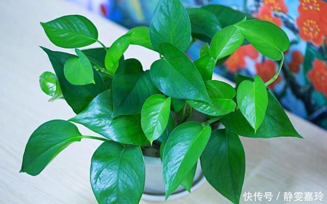 好养漂亮的“4种花”,阳台室内养一盆,浇水就长爆盆,开花不断