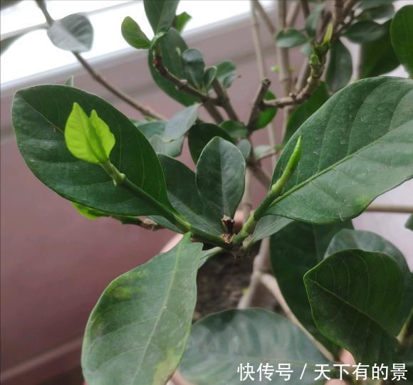 修剪|栀子花养了好几年，就是不开花，4个错误，看你占几个