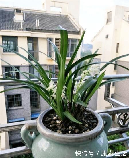 兰花长的慢不开花?这是休眠期,做好这几步,秋天一到花苞冒不停