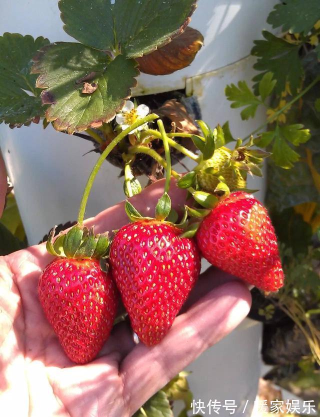 排水性|小盆栽也能养好的6种果子盆栽，想吃水果直接在阳台摘